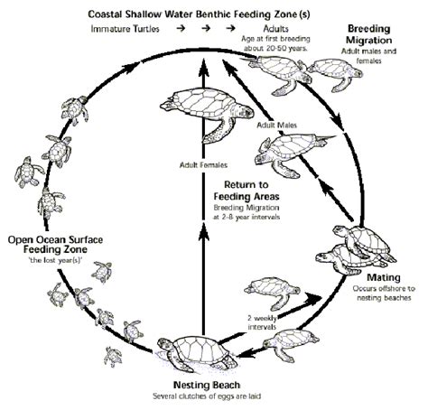 Generalized life cycle of sea turtles (Source: Lanyon, J. M., C. J ...