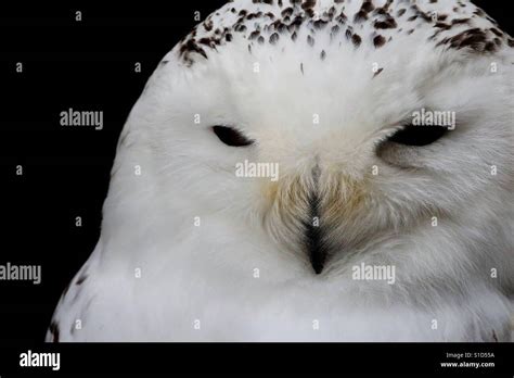 Snowy Owl Portrait Stock Photo Alamy