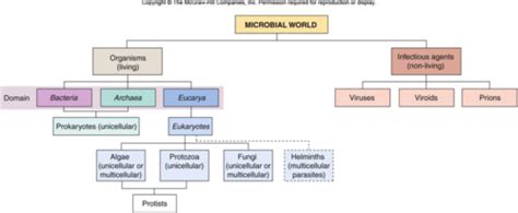 Chapter Humans And The Microbial World Flashcards Quizlet