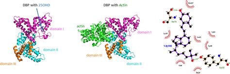 Frontiers Vitamin D Binding Protein A Historic Overview