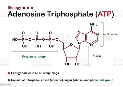 How many phosphate group does ATP have? A. 1 B. 2 C. 3 D. 4 | Homework.Study.com