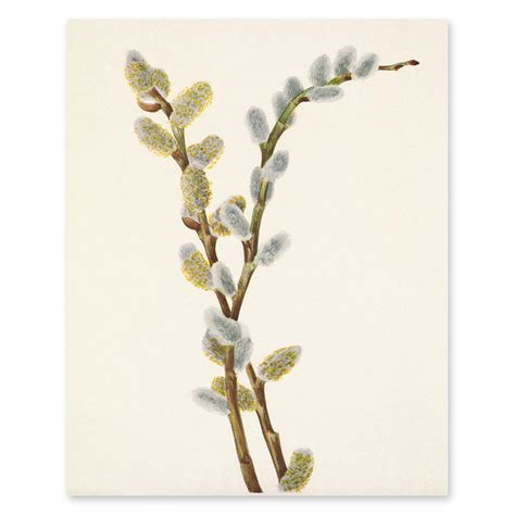 Amazon CLOUD NINE PRINTS Pussy Willows Vintage Wildflower Print