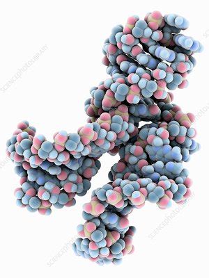 Hammerhead Ribozyme Molecule Stock Image C Science Photo