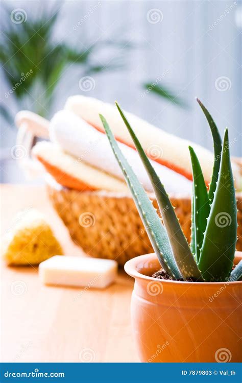 Aloe Vera Stock Image Image Of Towel Life Therapy Leaf 7879803