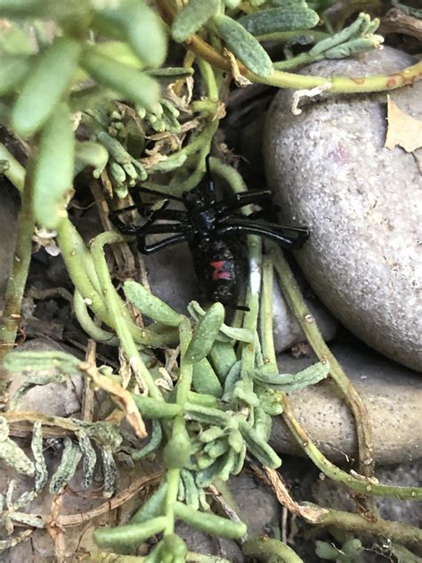 My Backyard Currently Has A Black Widow Infestation R Scary