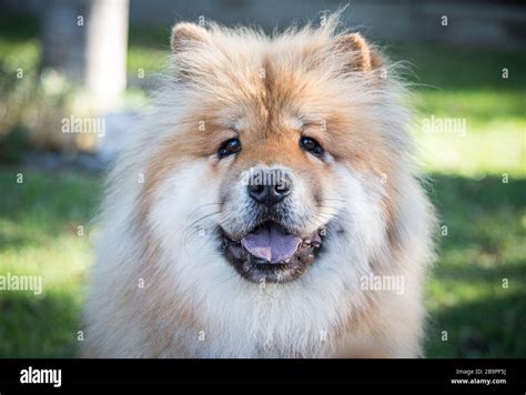 Chow Chow dog Stock Photo - Alamy