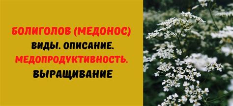 Болиголов ядовитый растение медонос для пчел — Виды, Описание ...