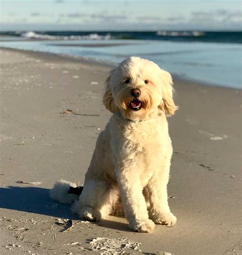 25 Best Dog Friendly Beaches In Florida Sunlight Living