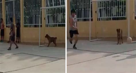 Tiktok Video Viral Perú Perro Se Une A Un Partido De Fútbol A Falta De