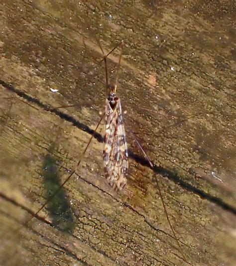 Limonia Annulata Bugguide Net