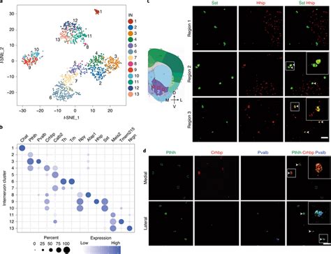 Gene Expression And Spatial Pattern Of NAc IN Subtypes A T SNE Plot