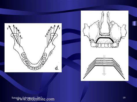 Growth And Development In Orthodontics Ppt