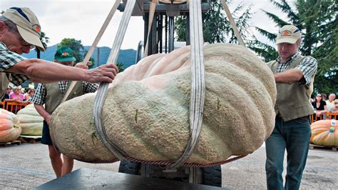 How Truly Massive Is The World's Heaviest Pumpkin?