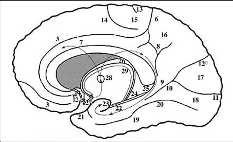 JLE - Epileptic Disorders - MRI morphological and volumetric study of the cingulate gyrus and ...