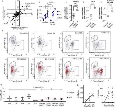 Enrichment Of Postmitotic Hmns By Facs A Using A Cell Surface Marker