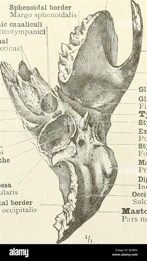 An Atlas Of Human Anatomy For Students And Physicians Anatomy