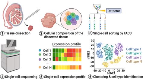 The Steps Of Single‐cell Rna Sequencing Scrna‐seq Adapted And Download Scientific Diagram