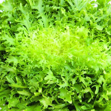 Chicorée Frisée Fine de Meaux Graines potagères