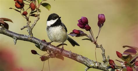 birds of the wetlands 24