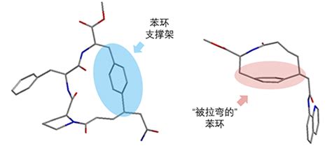 南开大学陈弓课题组在多肽大环合成领域获重要突破