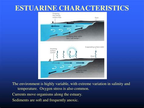 PPT - BIOLOGY 457/657 PHYSIOLOGY OF MARINE & ESTUARINE ANIMALS PowerPoint Presentation - ID:1705764