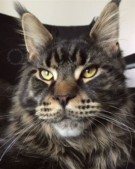 Black White Maine Coon Tabby Mix Rekaincome