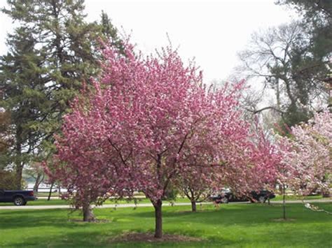 Growing The Southern Crabapple Malus Angustifolia Perennial Tree Berry Flowering Fragrant