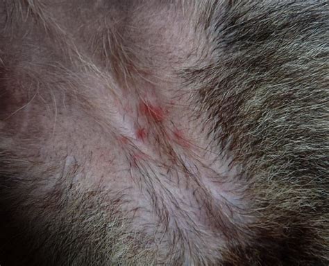 Are These Flea Bites Pic German Shepherds Forum