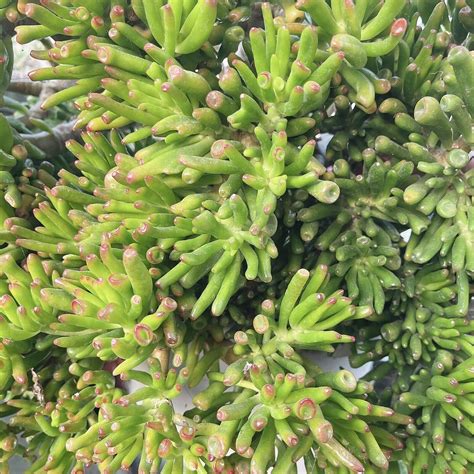 Skinny Fingers Jade 3 Cuttings Multiple Branches Crassula Ovata 3 5