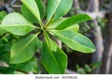 Rhizophora Mucronata Leaves Stock Photo 501958156 | Shutterstock