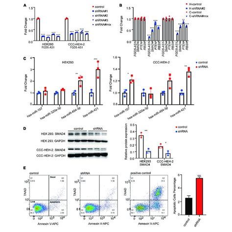 Lncrna Fgd5 As1 Suppressed The Apoptosis A Quantitative Reverse