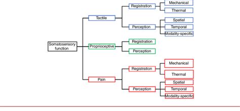 Classification Of Somatosensory Function Download Scientific Diagram