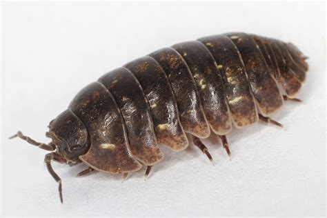 15 Fascinating Facts About Pill Bugs