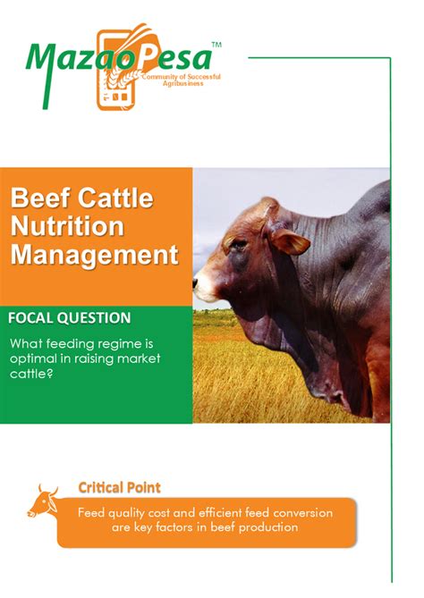 Beef Cattle Nutrition Management - Mazaopesa E-library 