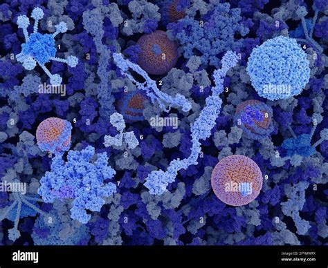 Components of blood plasma, illustration Stock Photo - Alamy