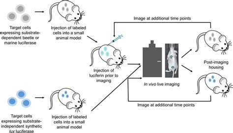 Frontiers The Expanding Toolbox Of In Vivo Bioluminescent Imaging