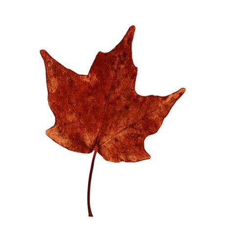 Winston Porter Leaf Collage Leaf On Canvas Print Wayfair Canada