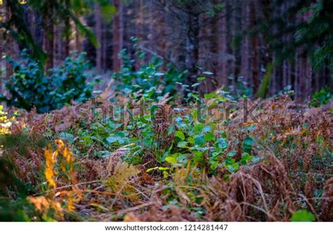 Naked Autumn Trees Few Red Leaves Stock Photo 1214281447 Shutterstock