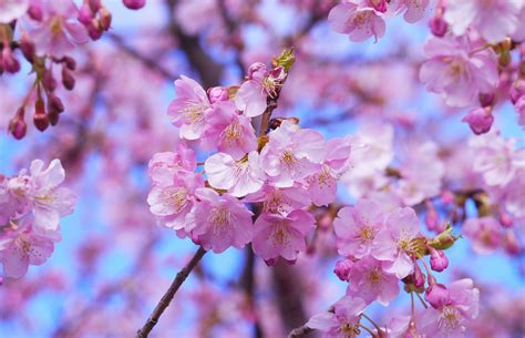 2,000+ Free Sakura & Cherry Blossoms Images - Pixabay