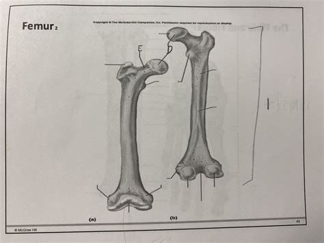 Femur Label Diagram Quizlet