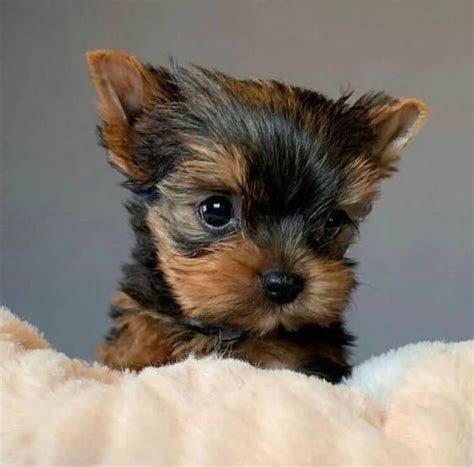 Teacup Yorkie Under 300 Dollars For Sale United States Pets 1