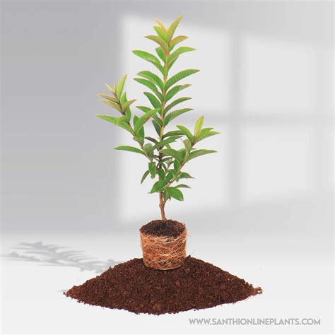 Mini Guava Green Santhi Online Plants Nursery