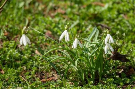 Premium Photo Flowers Snowdrops In Garden Sunlight First Beautiful