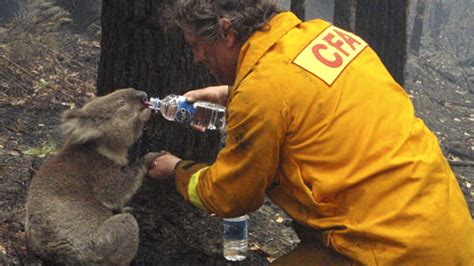 Koala numbers devastated by Australian bushfires - CGTN