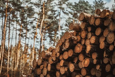 Quest Es Ambientais E Ecol Gicas Destrui O De Florestas De Pinheiros