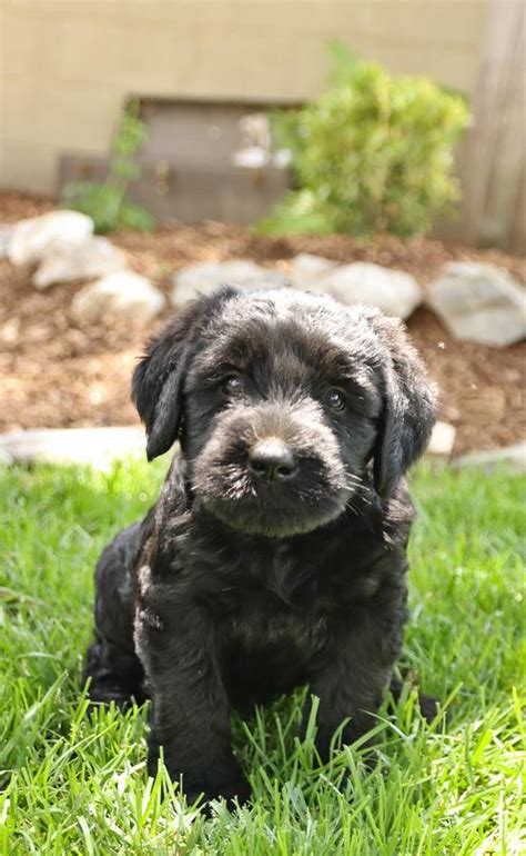 Giant Schnauzer Puppies For Sale Lancaster Puppies