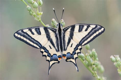 Zenfolio Papillons Et Autres Paysages Papilio Alexanor