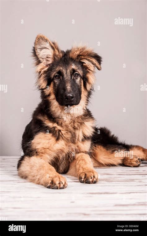 Old German Shepherd Young Dog Lying Stock Photo Alamy