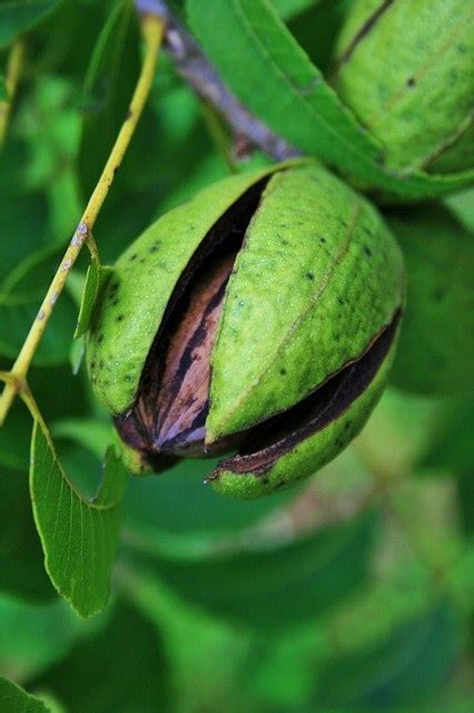 How To Grow A Pecan Tree In North And Central Florida And Expect A Crop