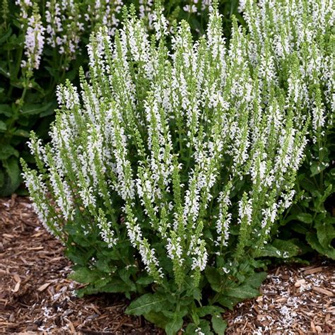 Salvia nemorosa 'White Profusion' | White Flower Farm